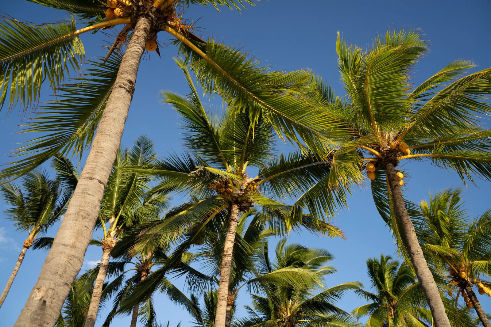 Reise- und Landschaftsfotografie aus Mauritius und Dubai – Aufnahme 011 von Sebastian Hallabrin