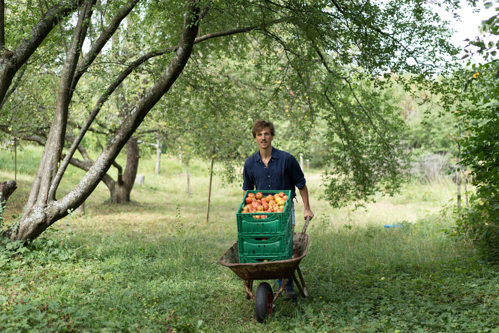 Äpfel werden während der Ernte in einer Schubkarre transportiert